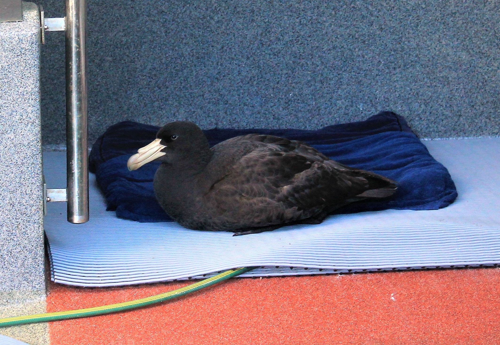 Northern Giant Petrel (Macronectes halli)