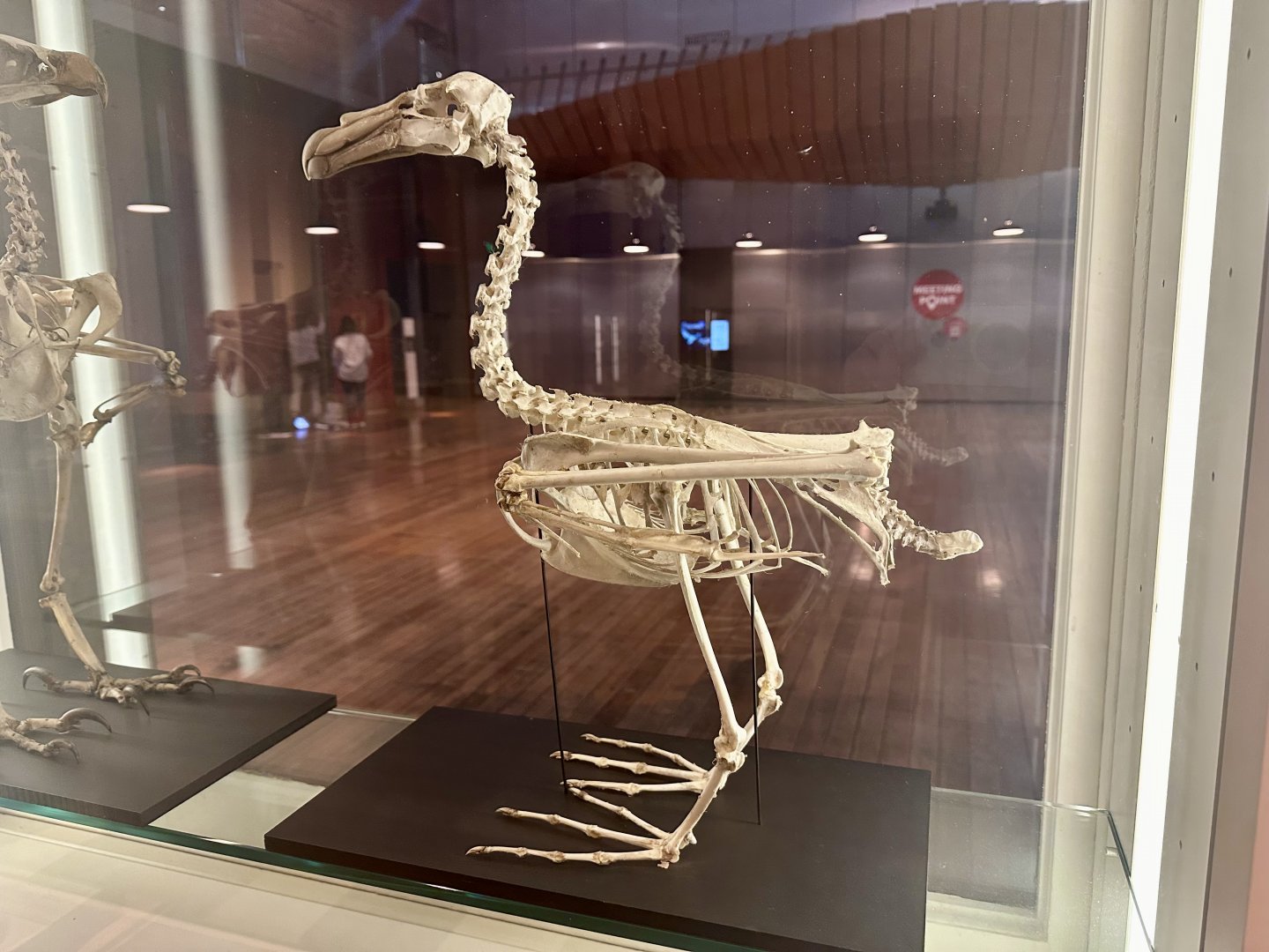 Northern giant-petrel (Macronectes halli)