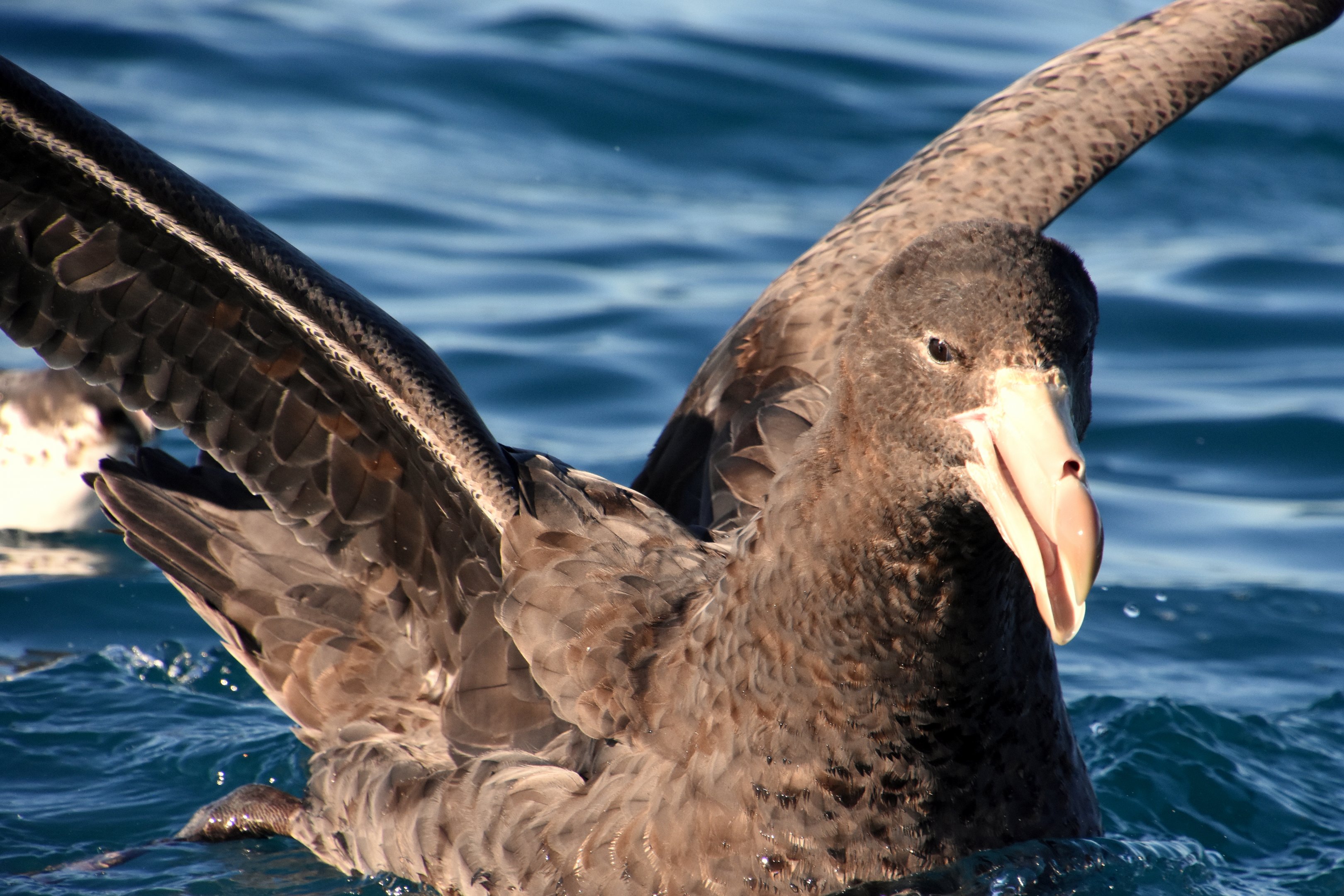 Northern giant petrel
