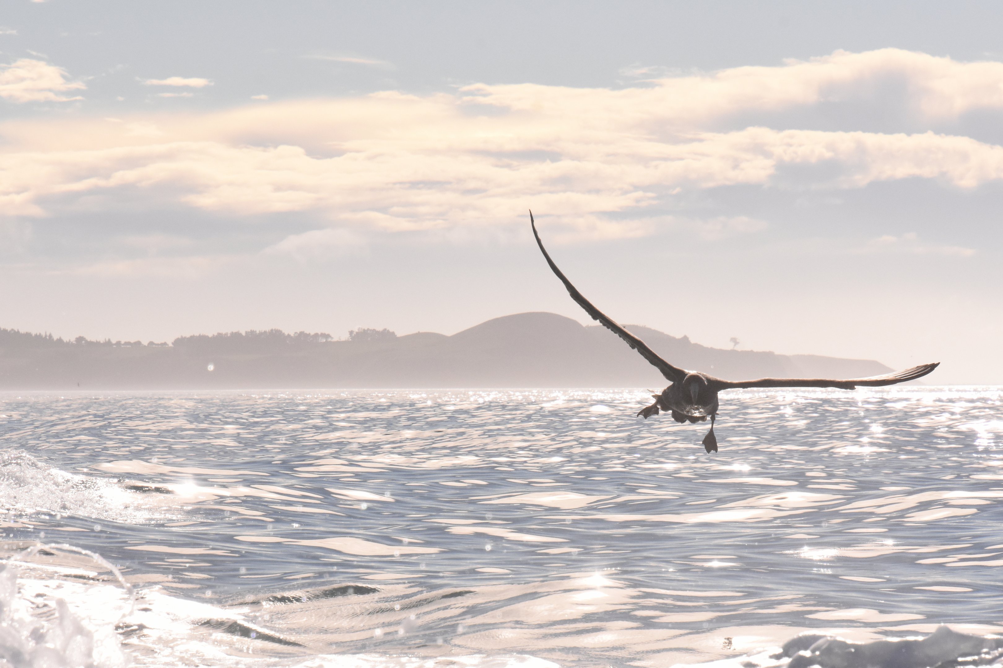 Northern giant petrel