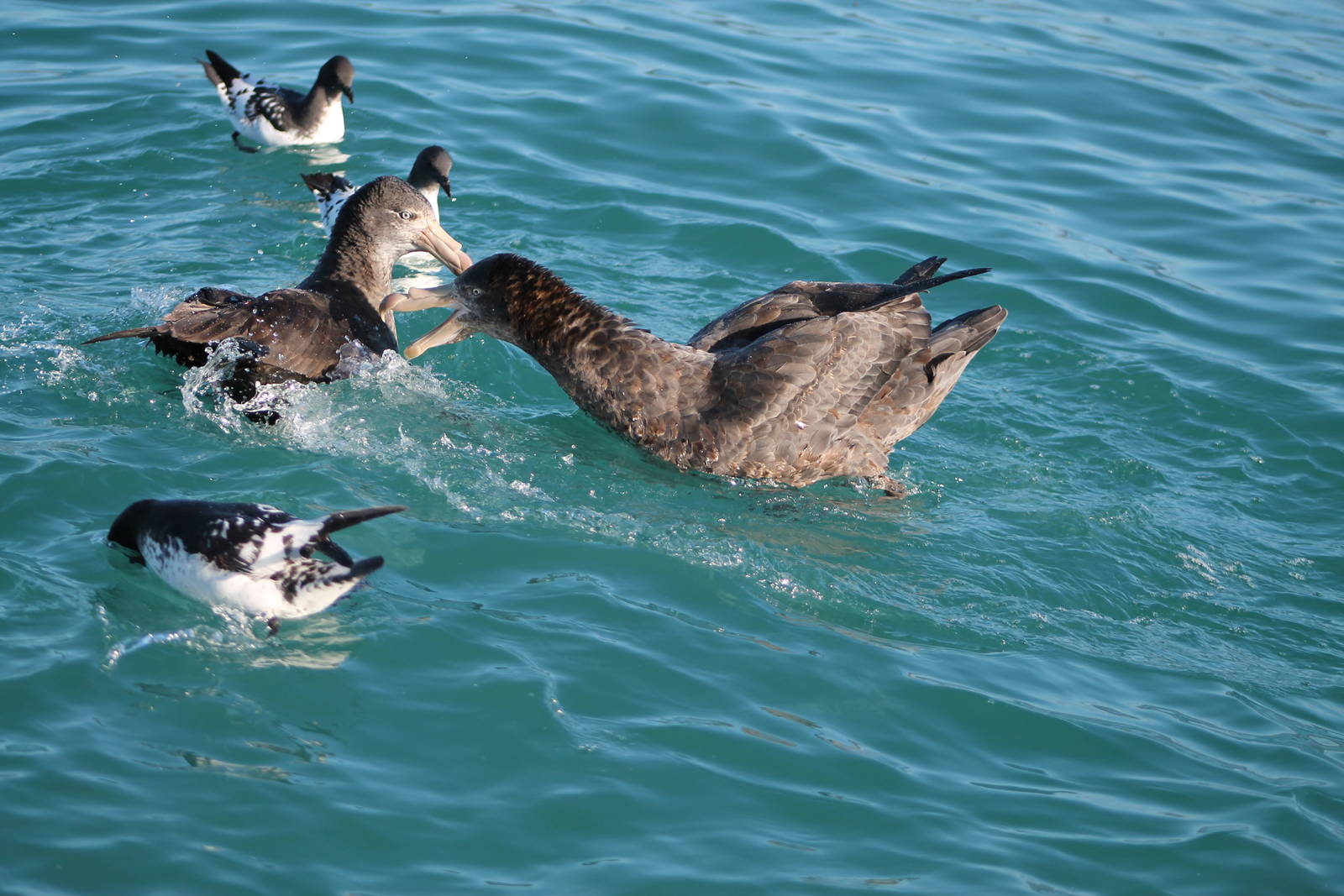 Northern giant petrels (Macronectes halli)