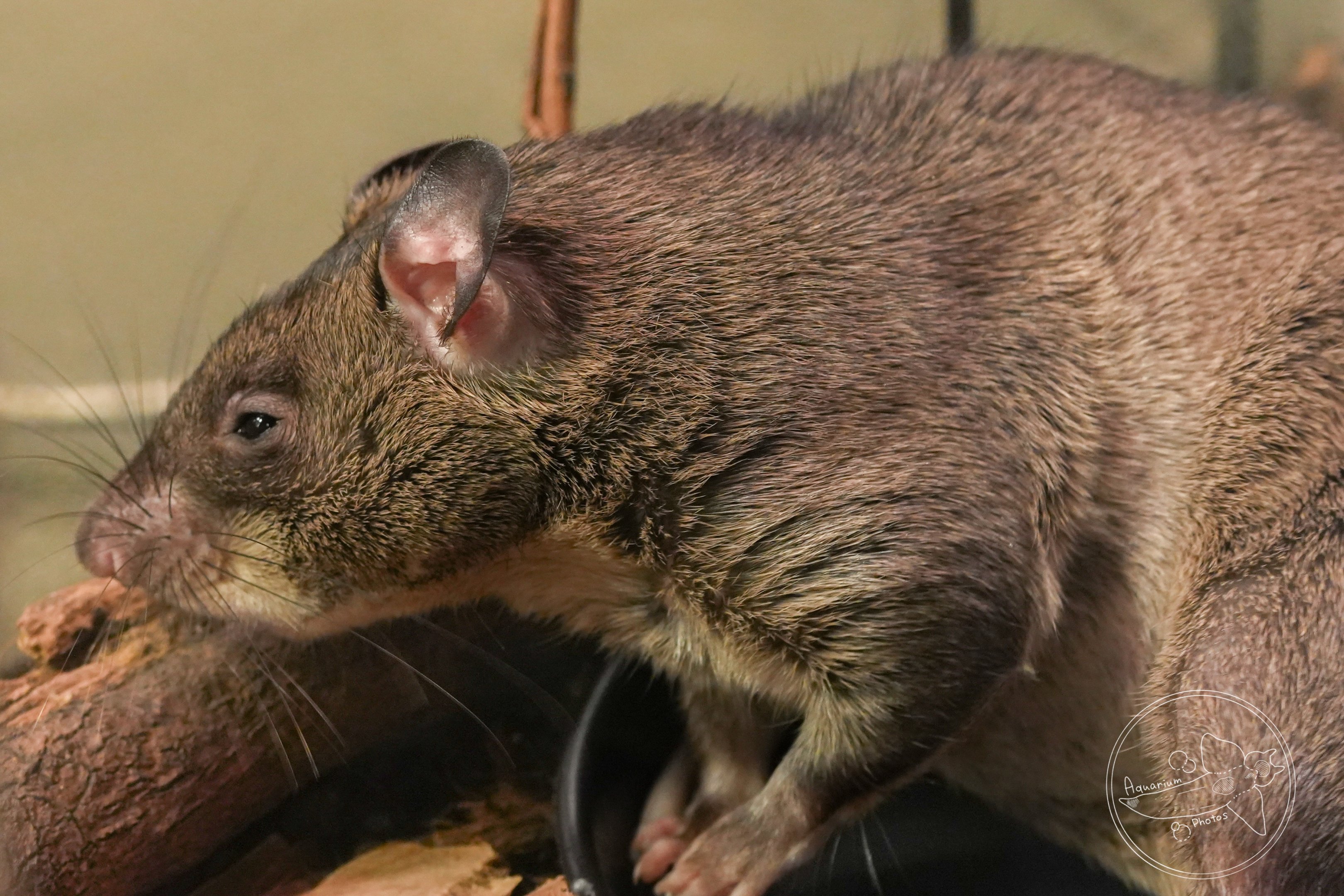 Northern giant pouched rat (Cricetomys gambianus)