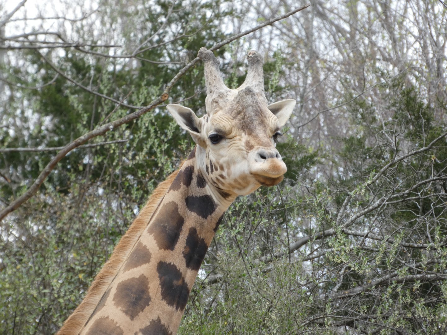 Northern Giraffe at the North Carolina Zoo