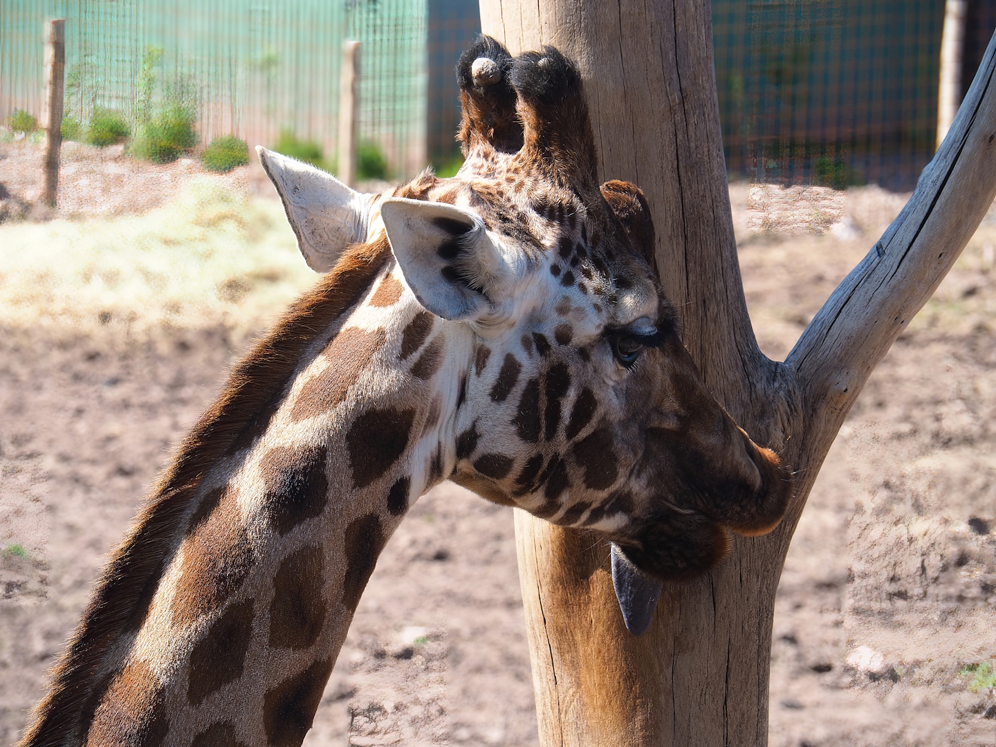 Northern giraffe (Giraffa camelopardalis), 2023-05-19
