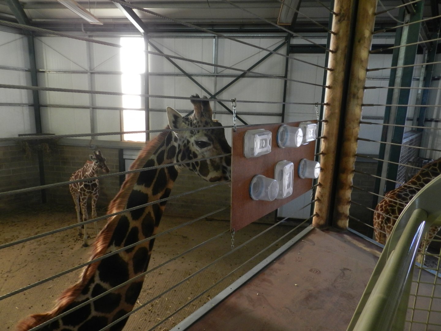 Northern Giraffe (Giraffa camelopardalis) at Banham Zoo, England