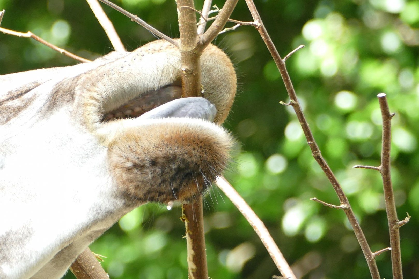 Northern giraffe, September 2018