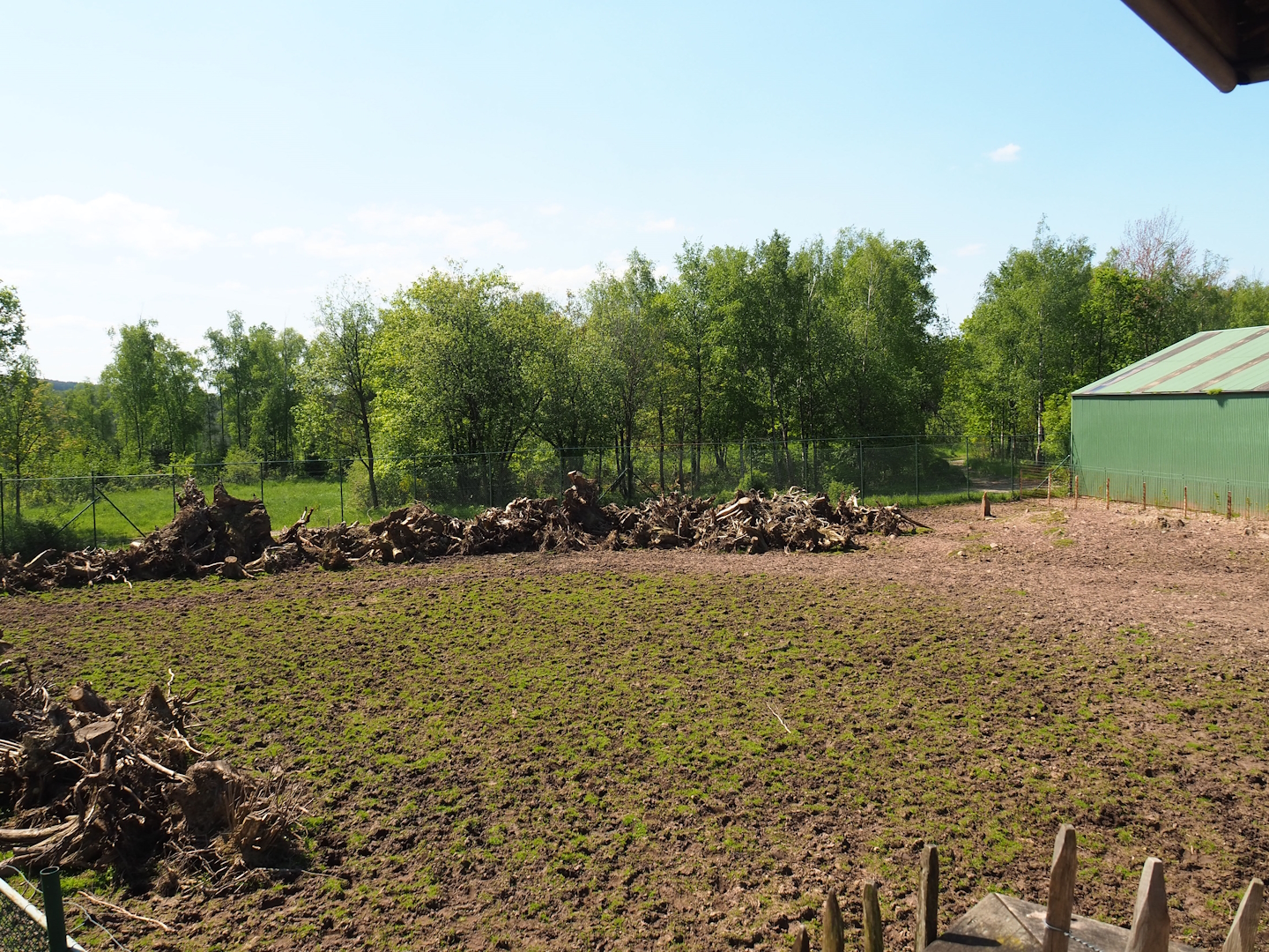 Northern giraffe, South African ostrich and Black sable antelope paddock, 2023-05-19
