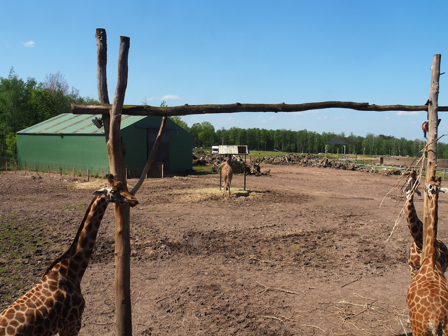 Northern giraffe, South African ostrich and Black sable antelope paddock, 2023-05-19