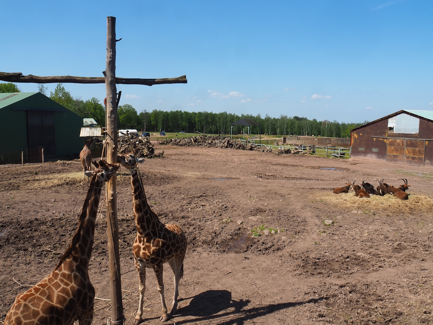 Northern giraffe, South African ostrich and Black sable antelope paddock, 2023-05-19