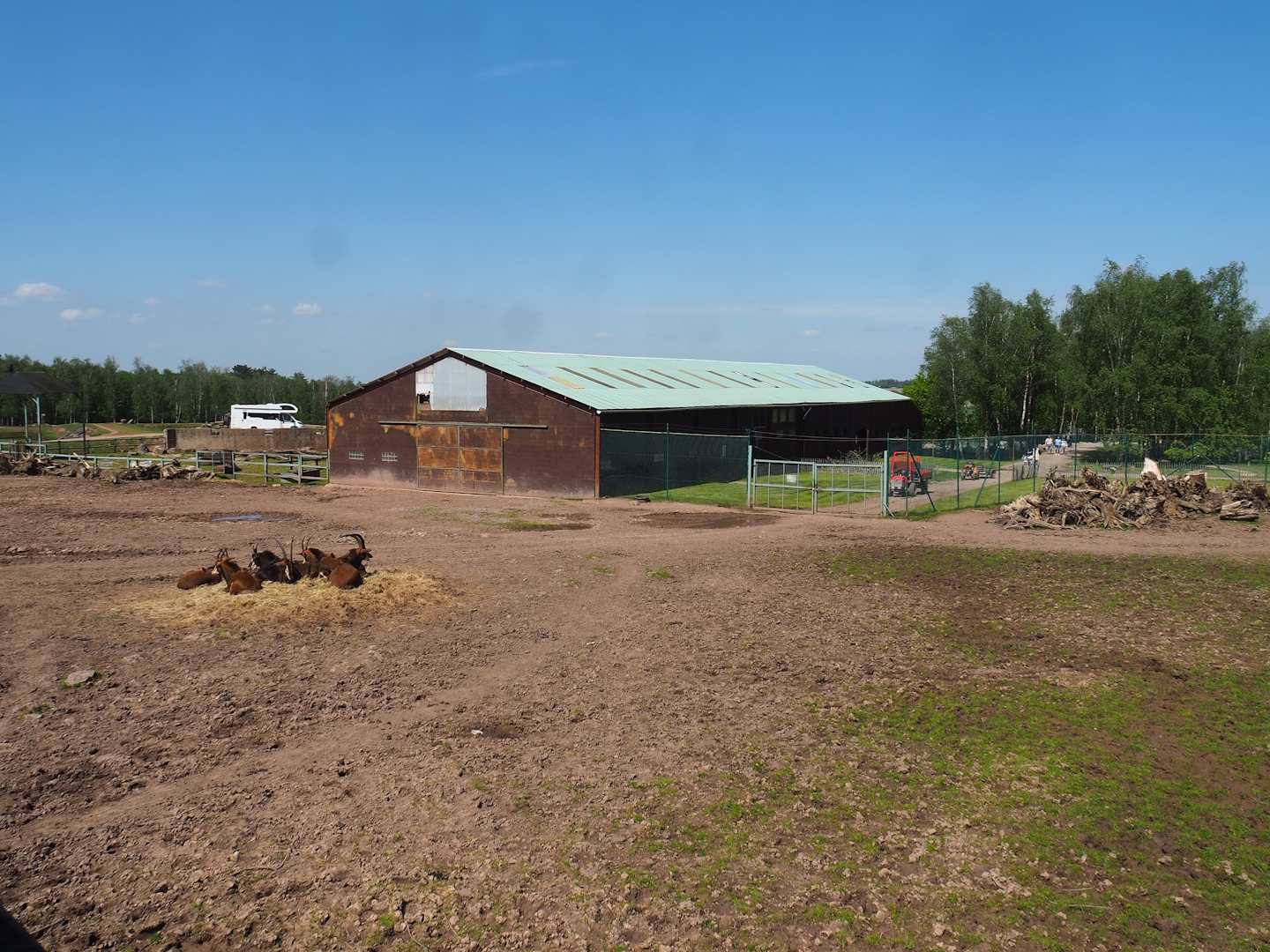 Northern giraffe, South African ostrich and Black sable antelope paddock, 2023-05-19