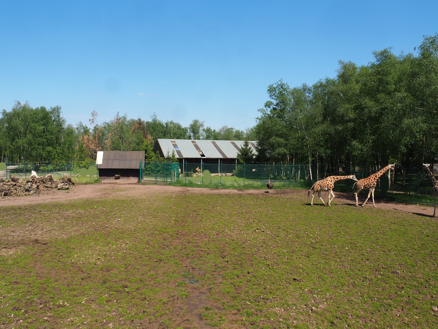 Northern giraffe, South African ostrich and Black sable antelope paddock, 2023-05-19