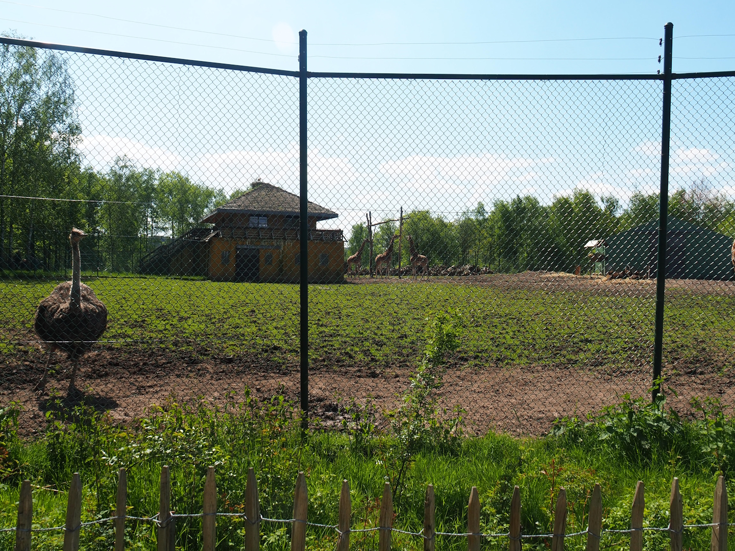 Northern giraffe, South African ostrich and Black sable antelope paddock, 2023-05-19