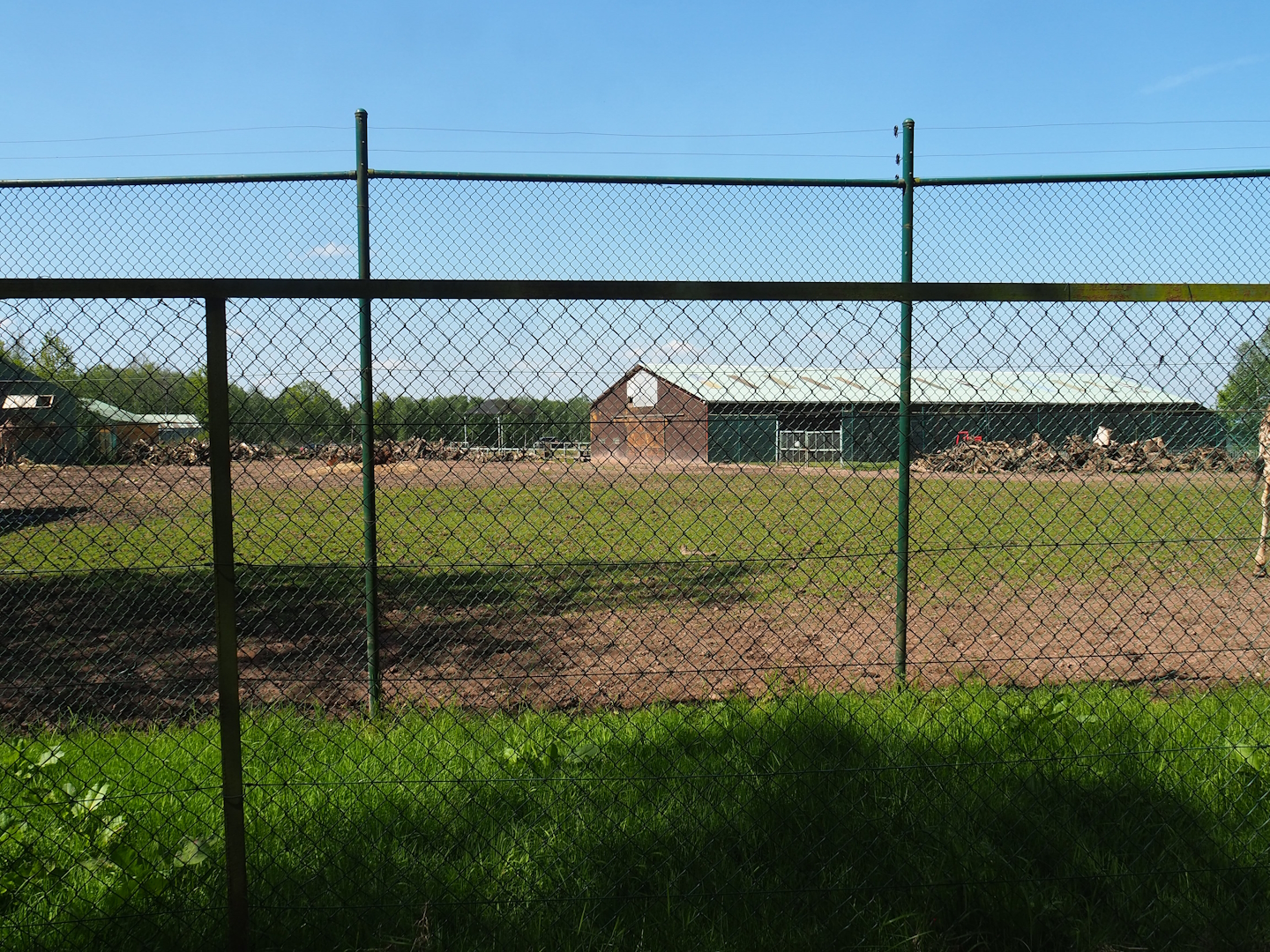 Northern giraffe, South African ostrich and Black sable antelope paddock, 2023-05-19