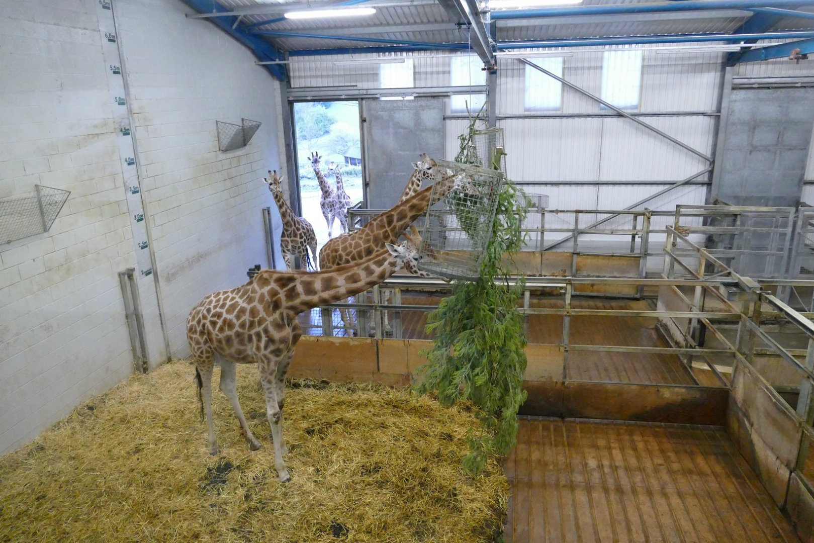 Northern giraffes and acacia, December 2018