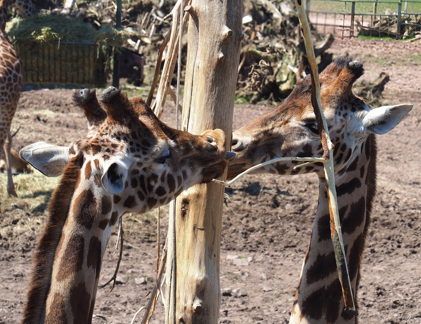 Northern giraffes (Giraffa camelopardalis), 2023-05-19