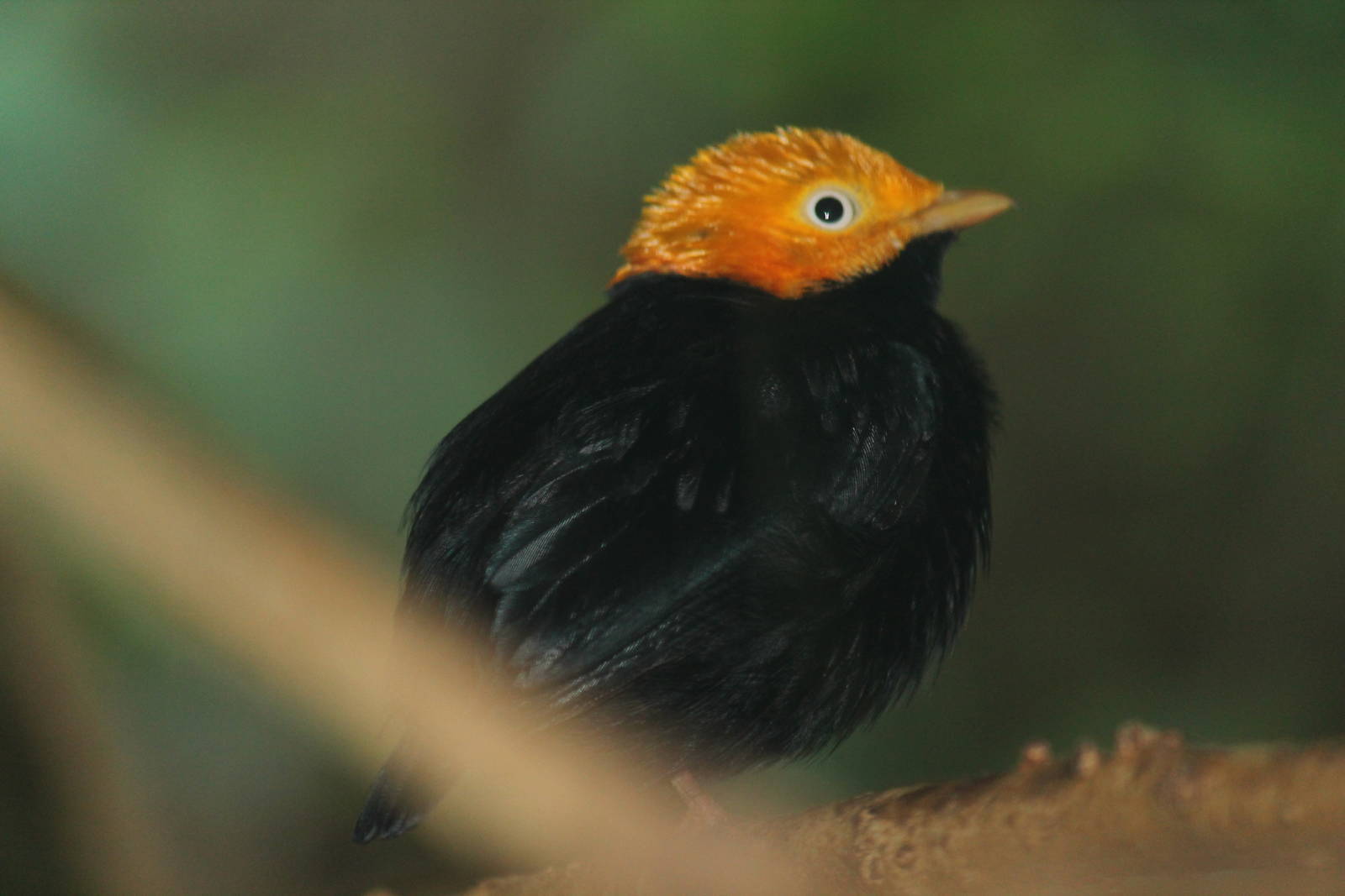 Northern Golden-breasted Manakin