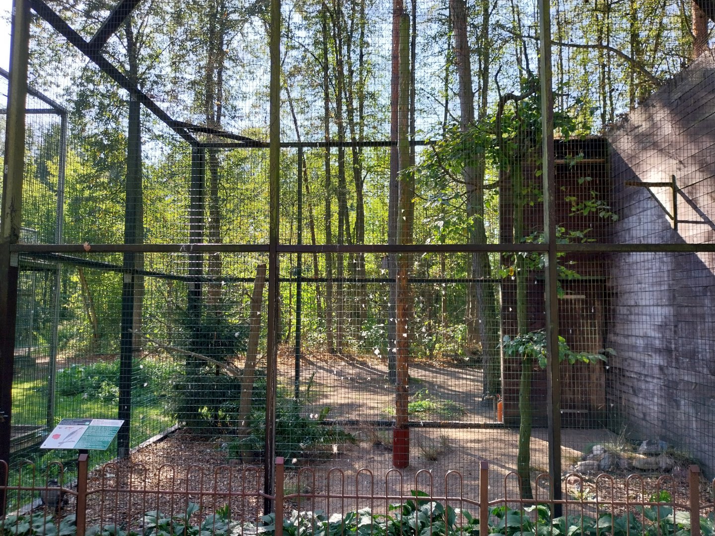 Northern Goshawk (Accipiter gentilis gentilis)