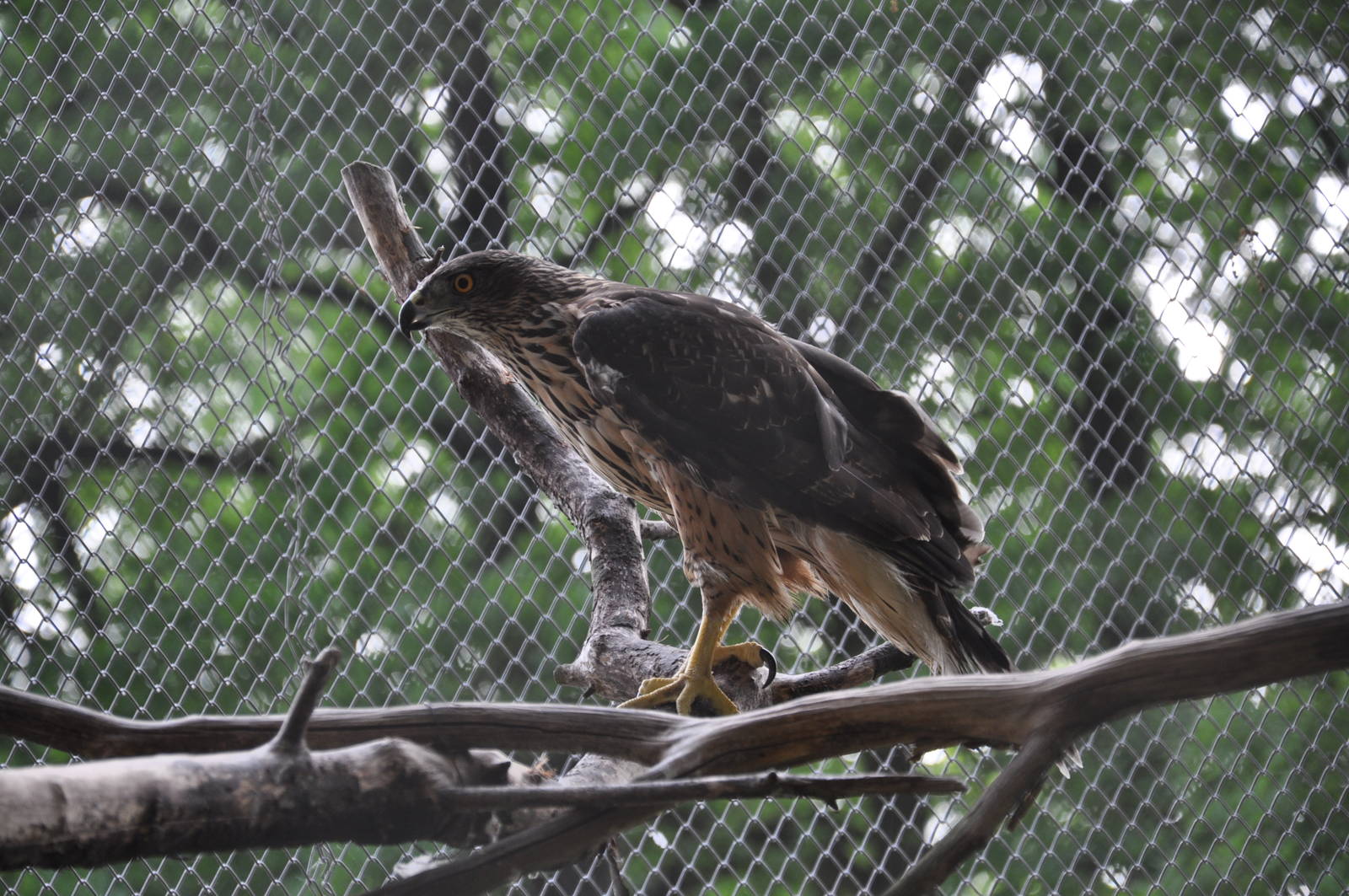 Northern goshawk/ Accipiter gentilis