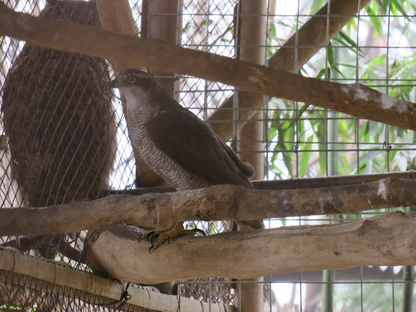 northern goshawk (Accipiter gentilis)