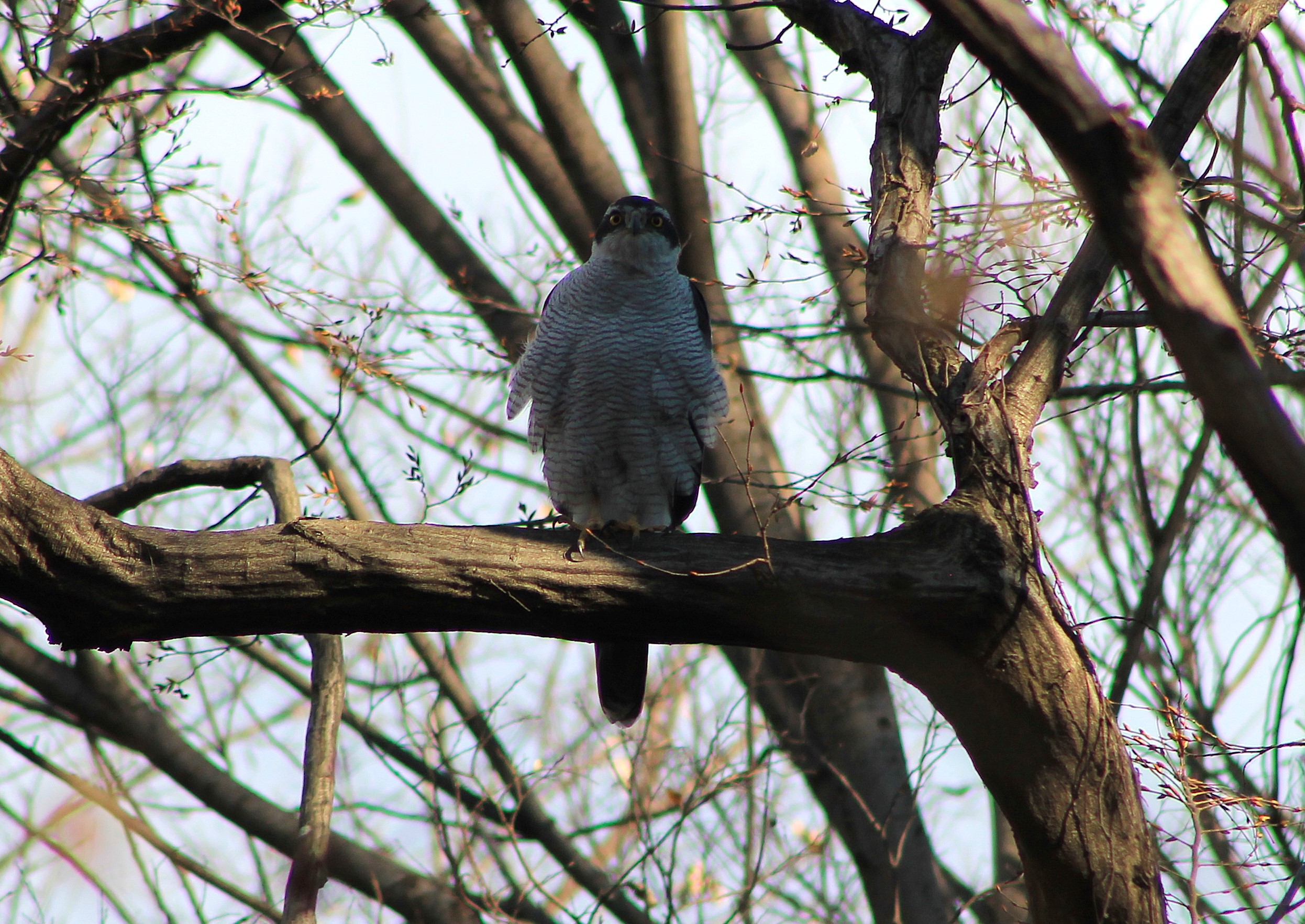 Northern Goshawk (Accipiter gentilis)