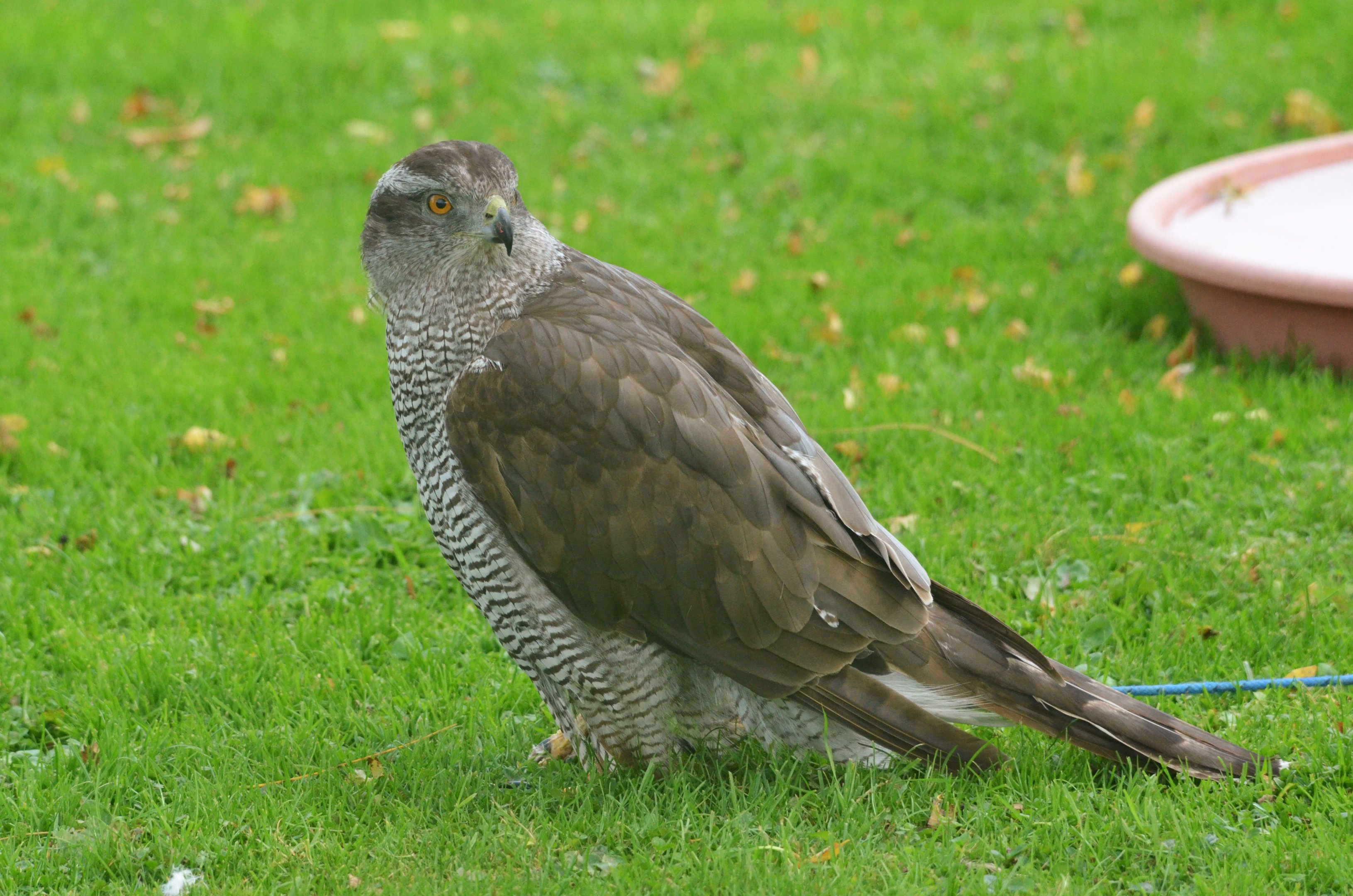 Northern Goshawk at ICBP Newent, 07/10/17