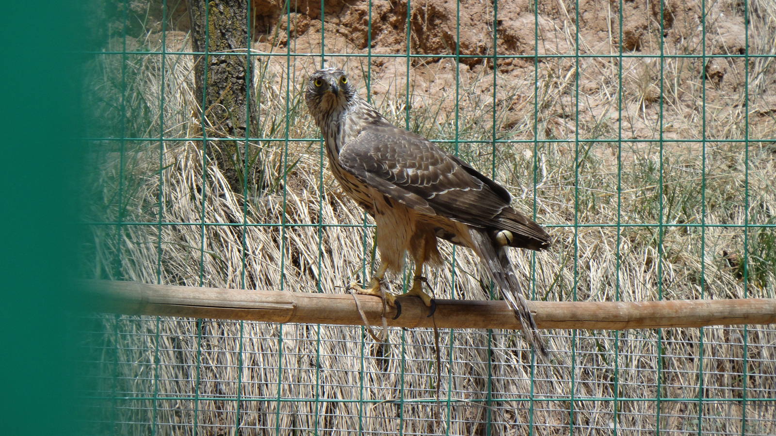 Northern Goshawk at Qinghai-Tibet Plateau Wildlife zoo 2014-5-15