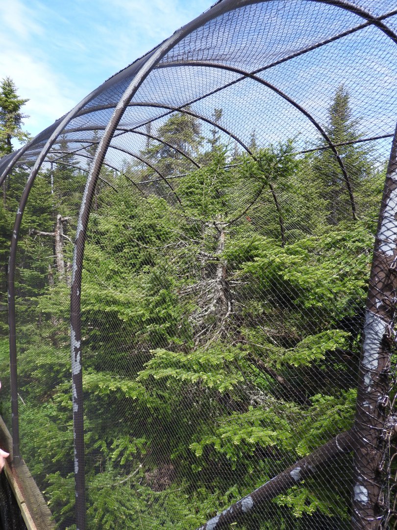 Northern Goshawk aviary