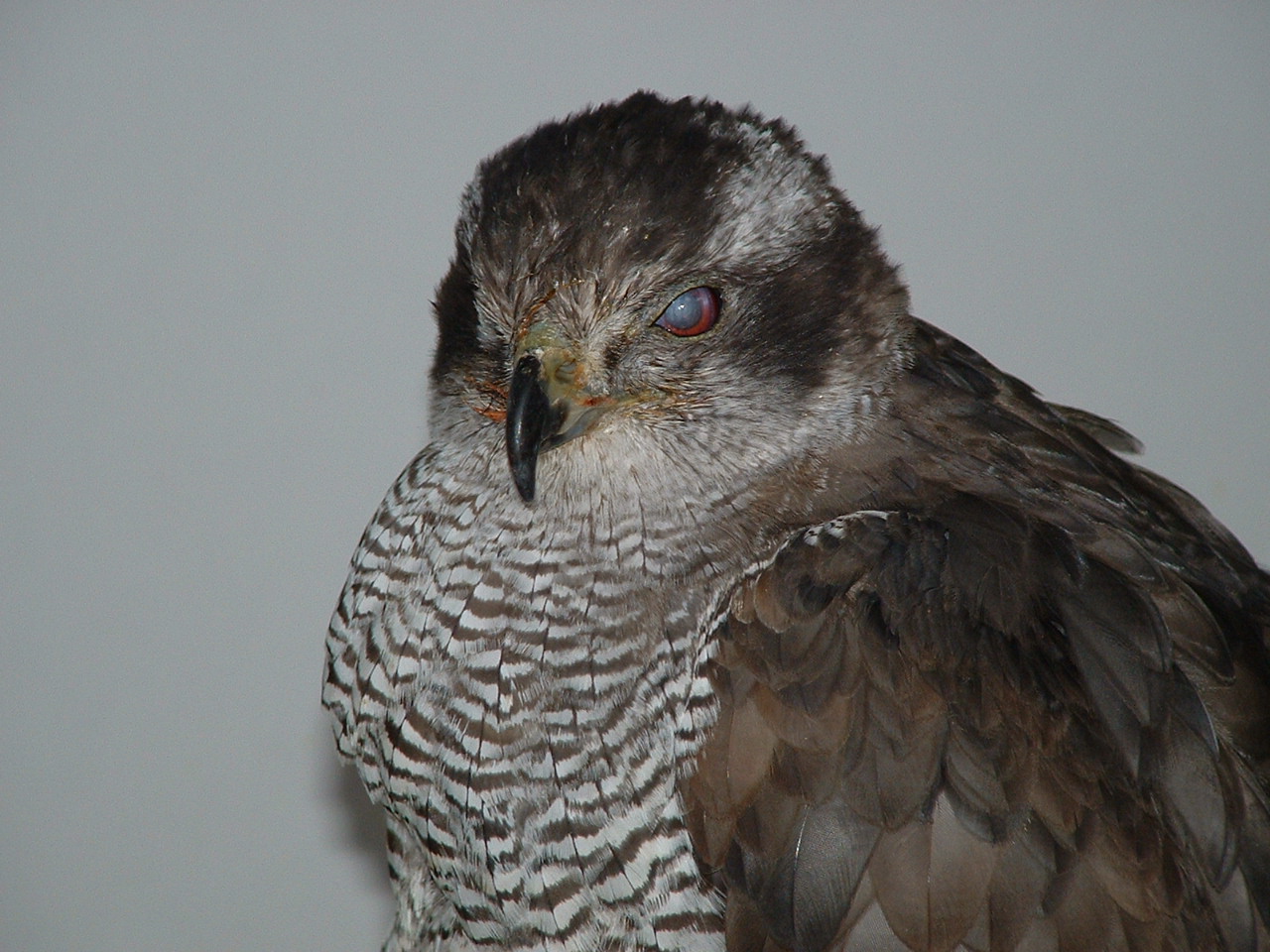 Northern Goshawk - Eagle Heights 2006