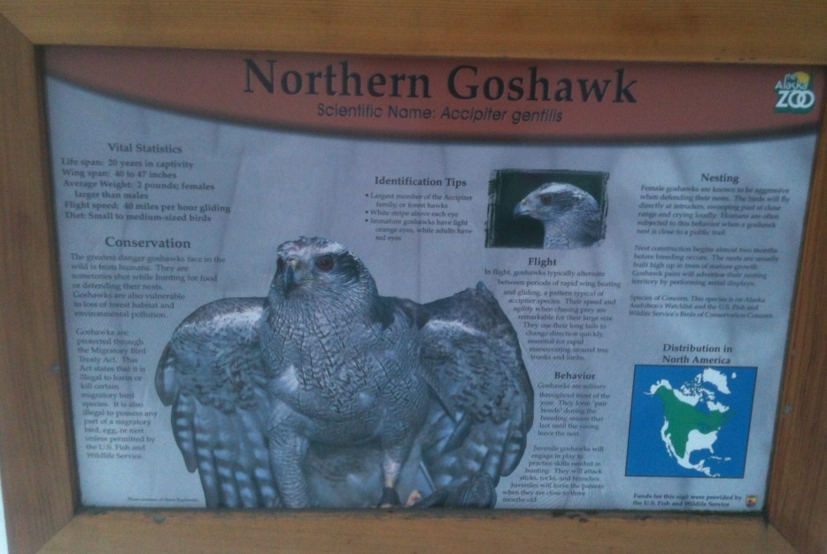 Northern Goshawk Educational Sign