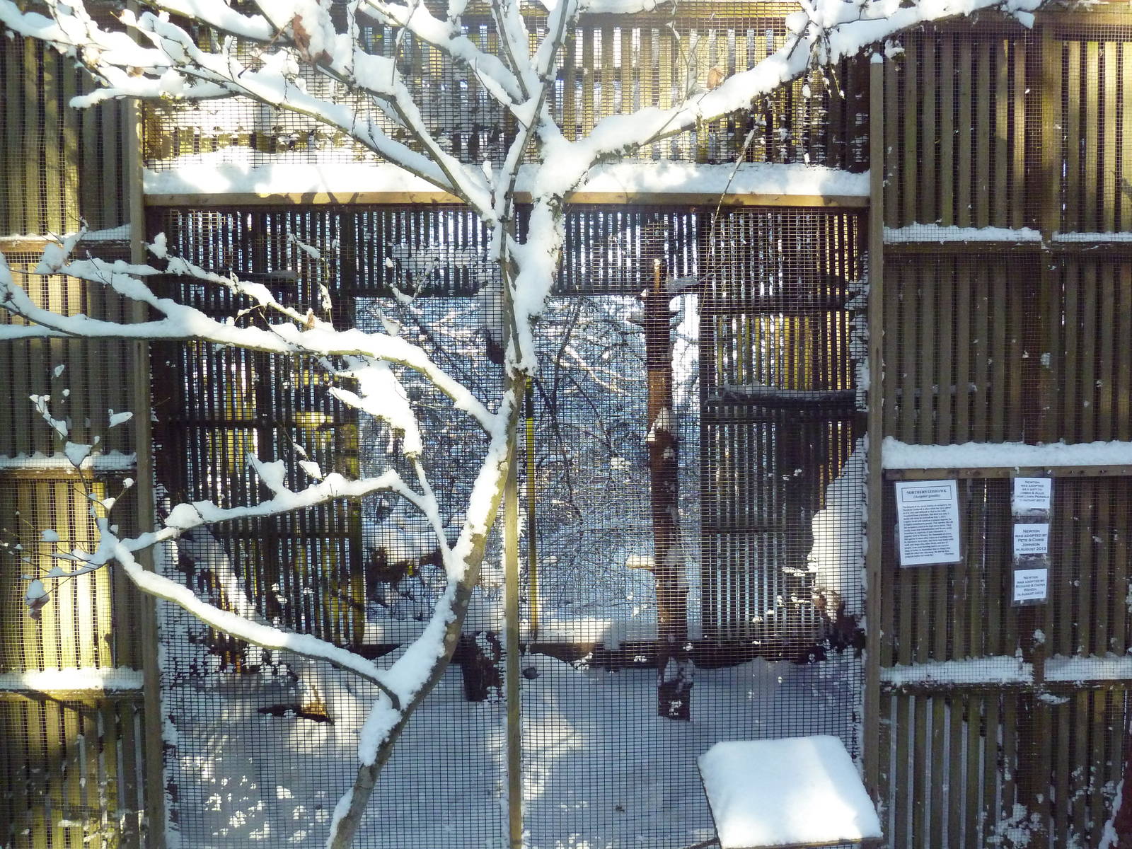 Northern Goshawk Exhibit