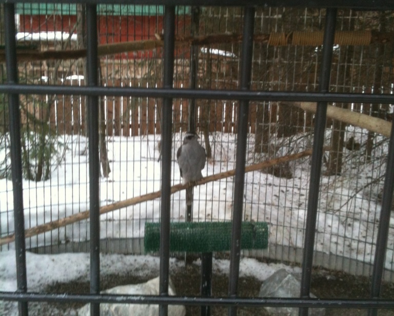 Northern Goshawk Exhibit