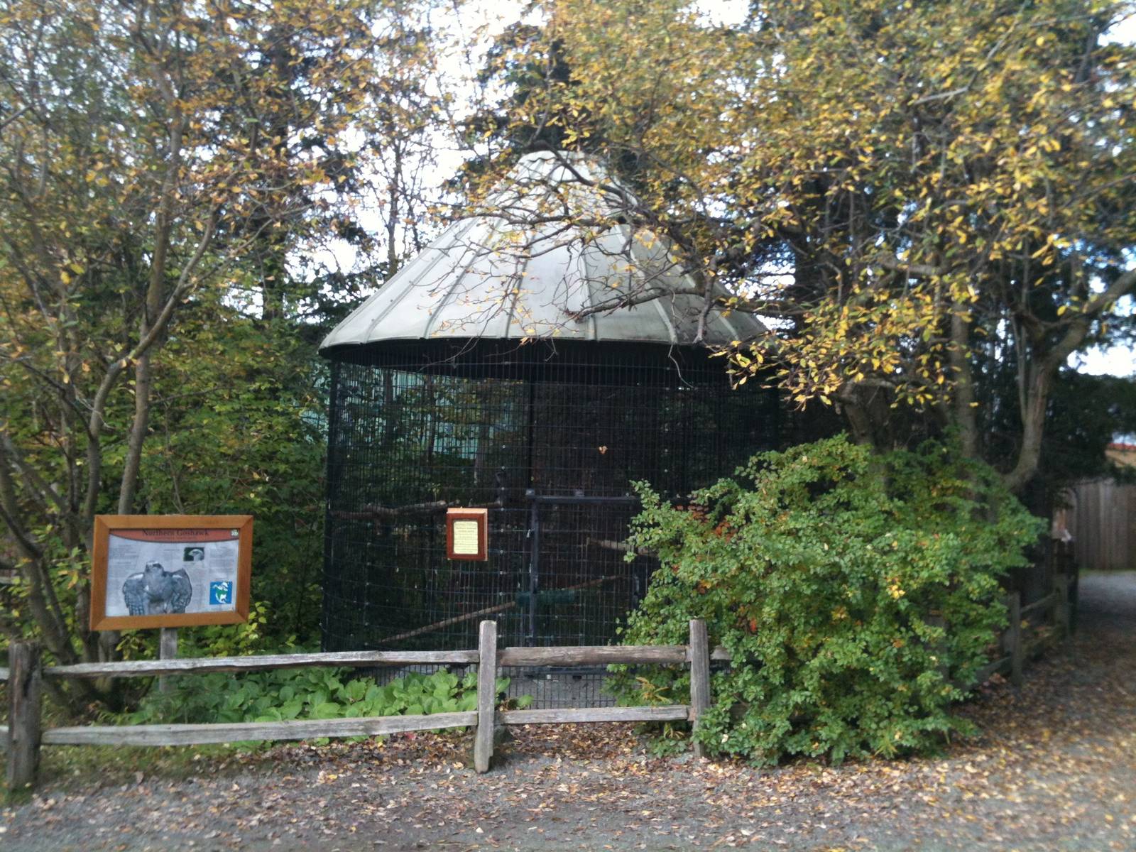 Northern Goshawk Exhibit