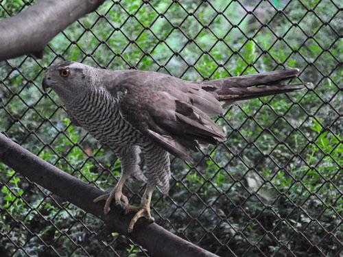 Northern Goshawk in Kishinev Zoo