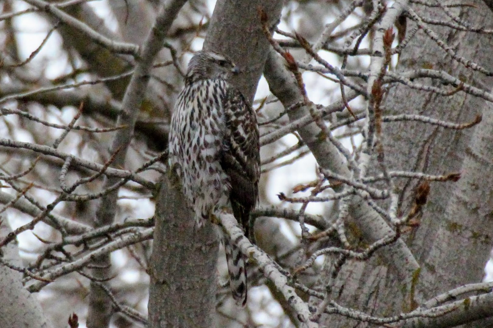 Northern Goshawk (juvenile)
