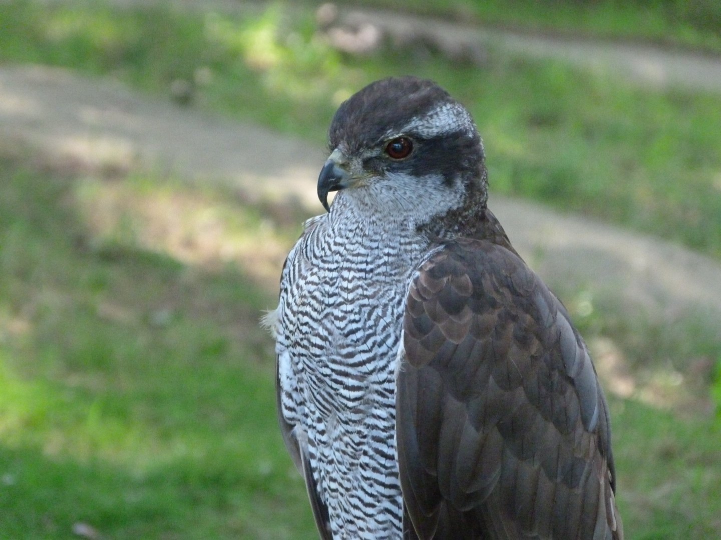 Northern goshawk -Parque de la Naturaleza de Cabárceno (2025)
