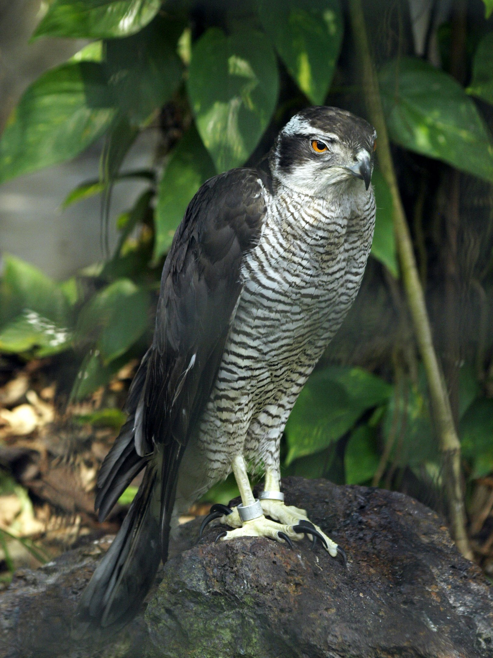 Northern goshawk