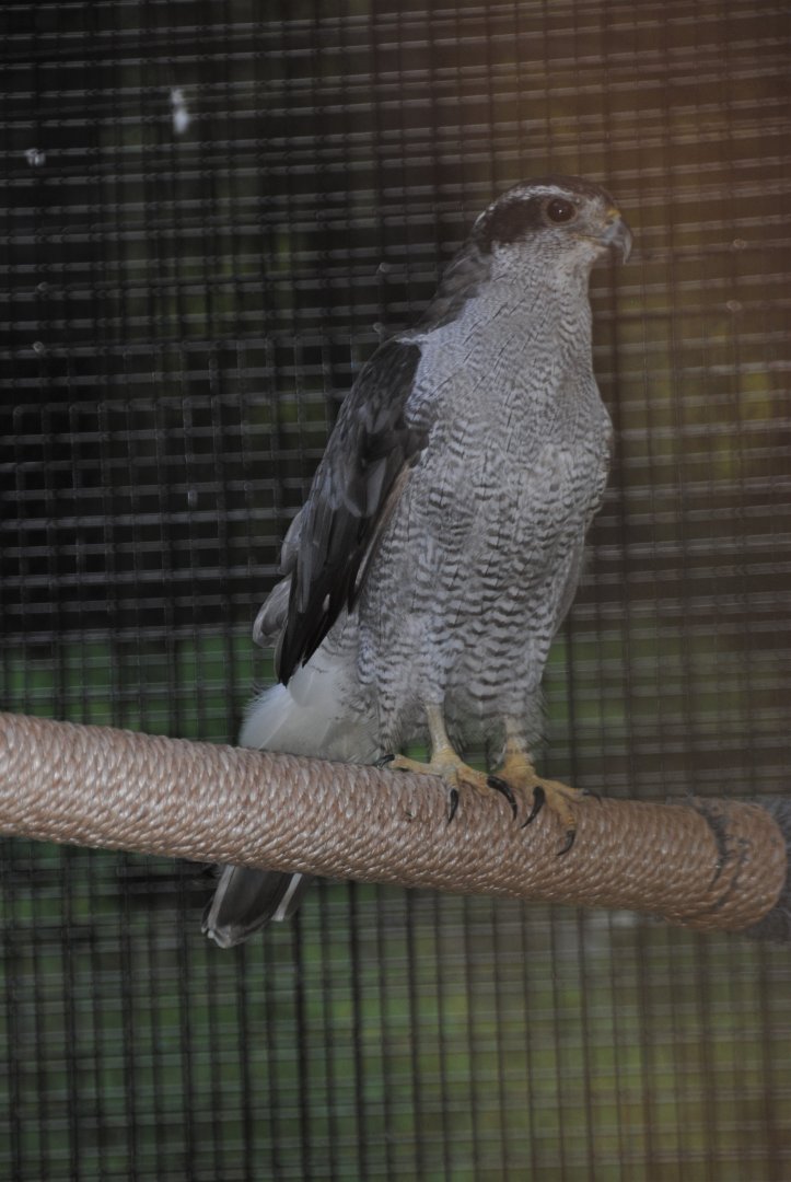 Northern Goshawk