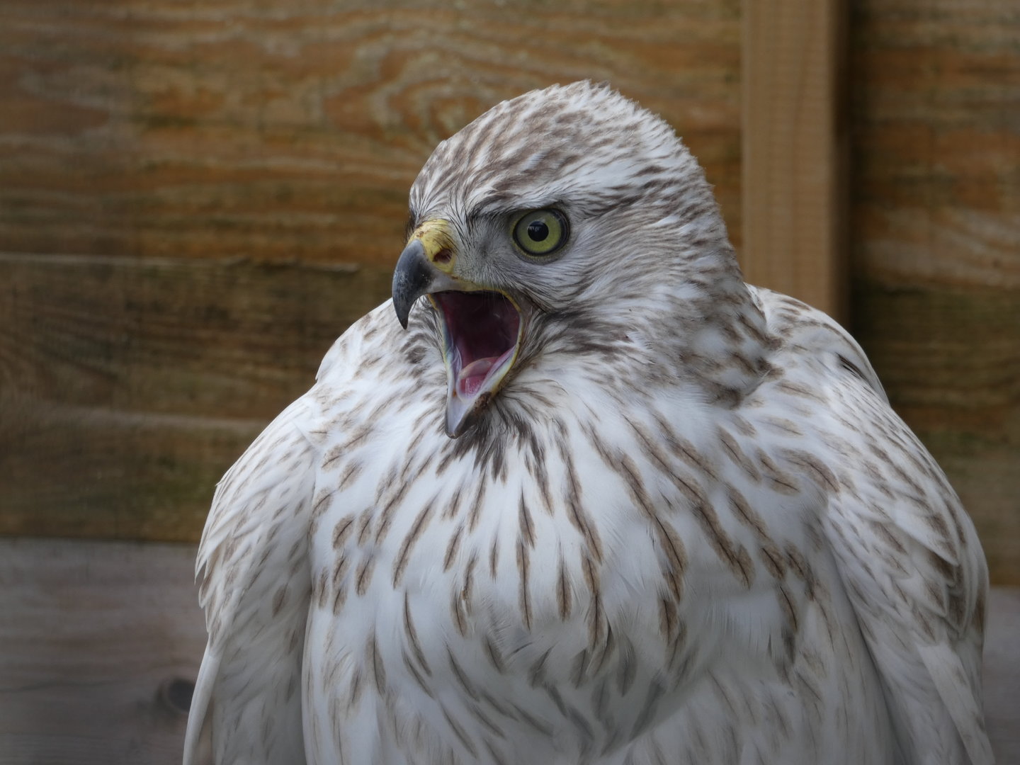 Northern goshawk