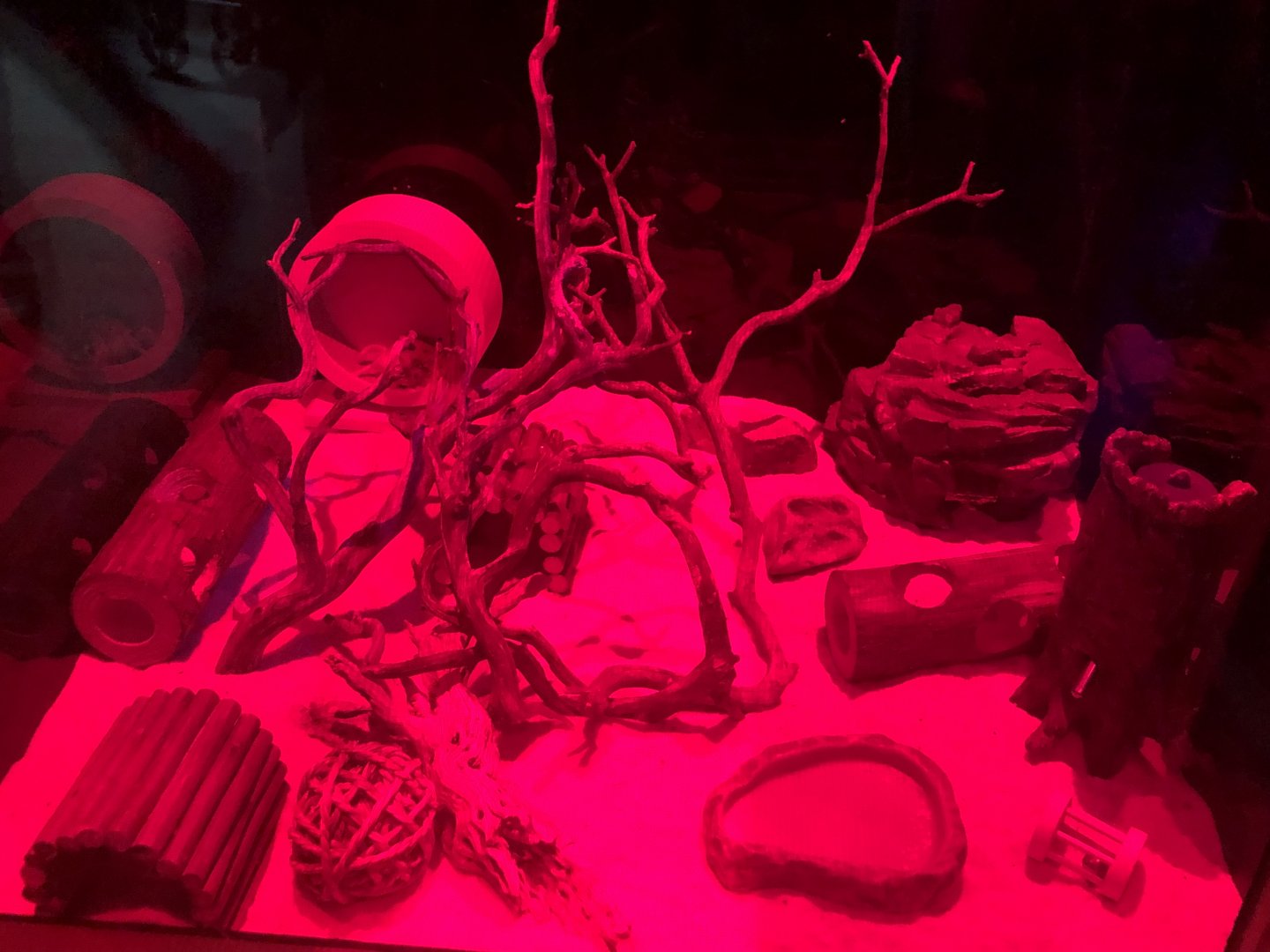 Northern grasshopper mouse habitat