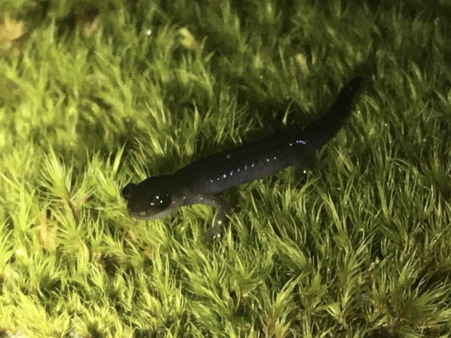 Northern Gray-Cheeked Salamander (Plethodon montanus)