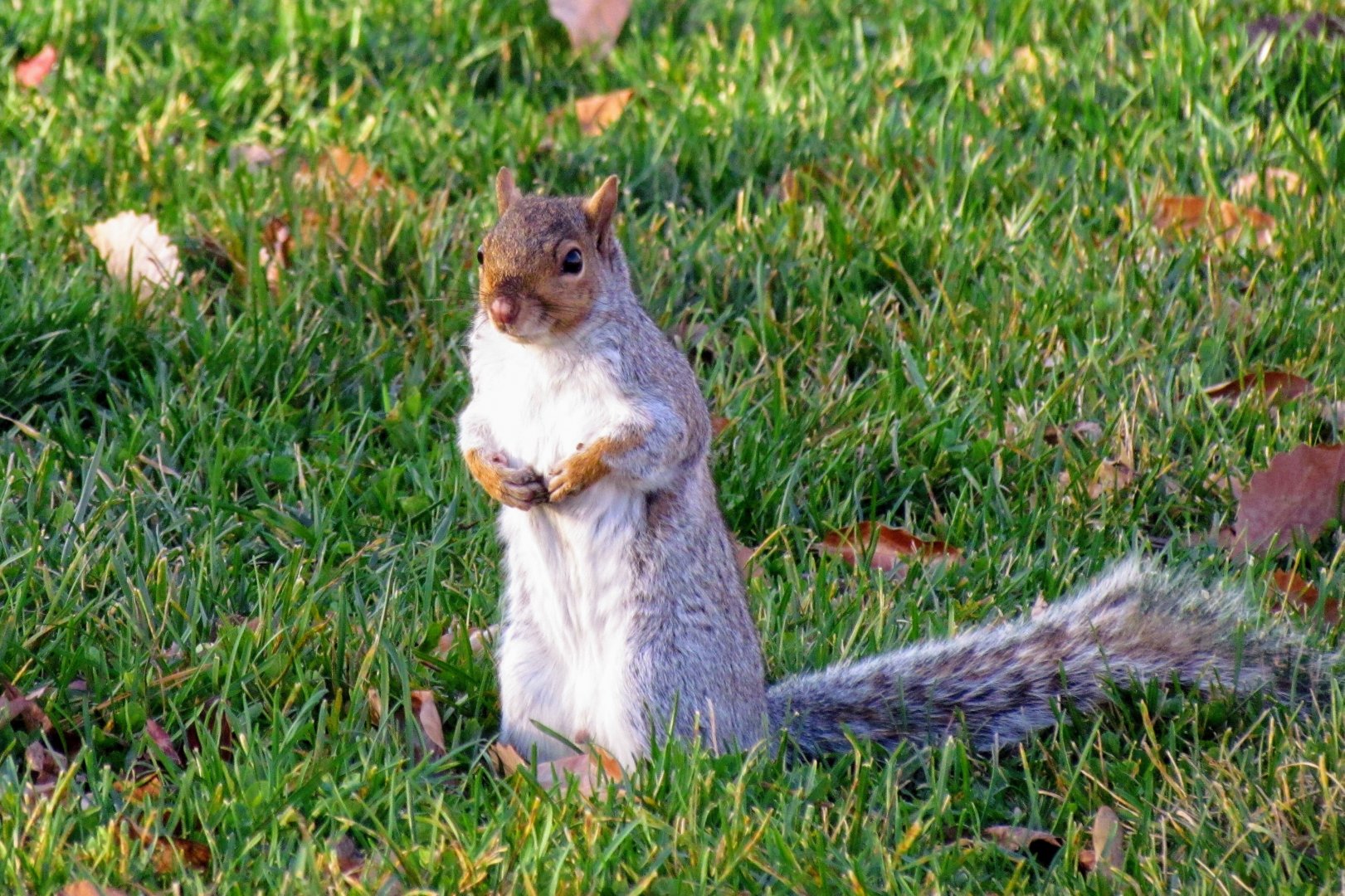 Northern Gray Squirrel