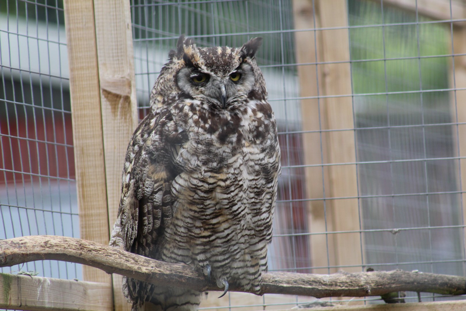 Northern Great Horned Owl