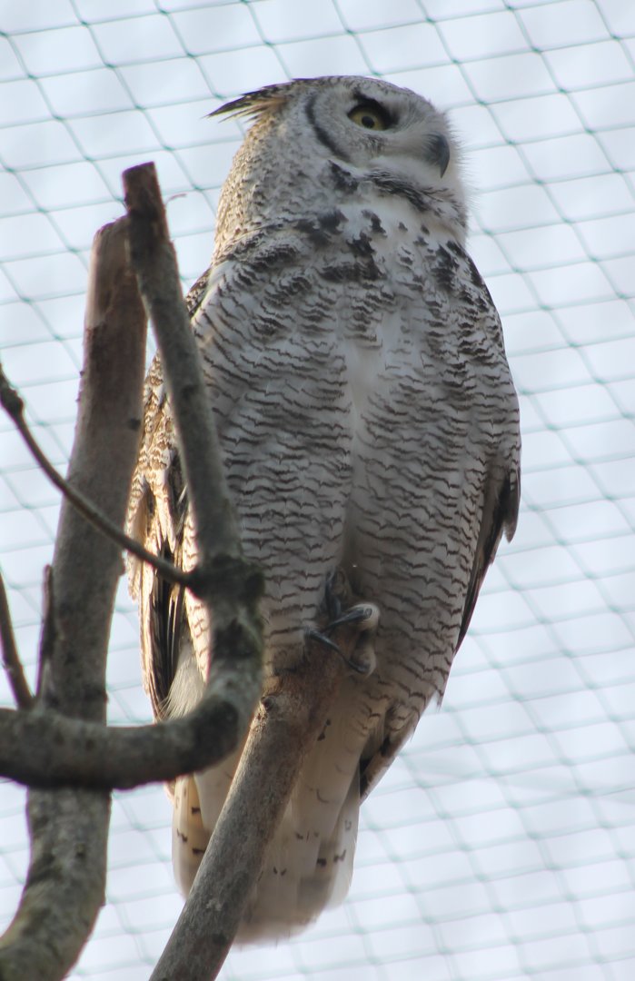 Northern great horned owl