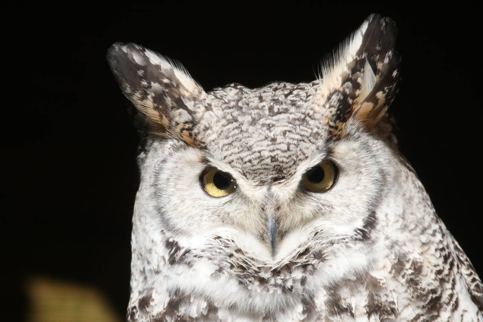 Northern great horned owl