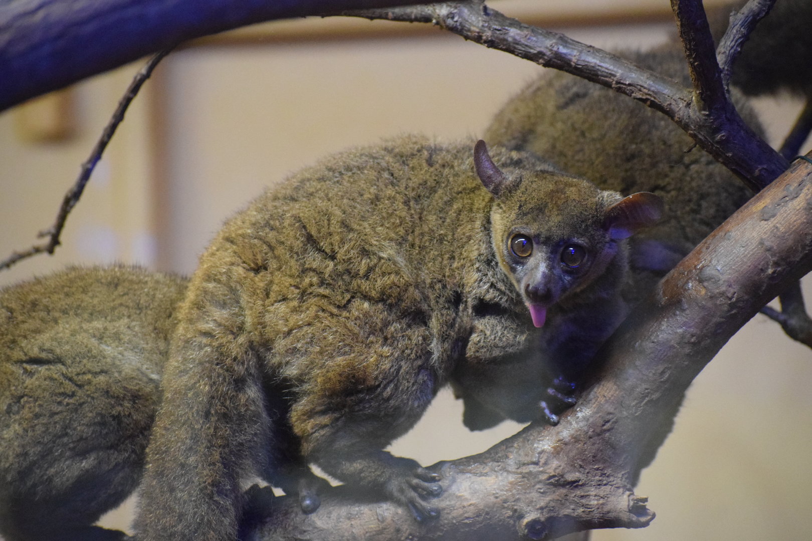 Northern greater galago - October 2023