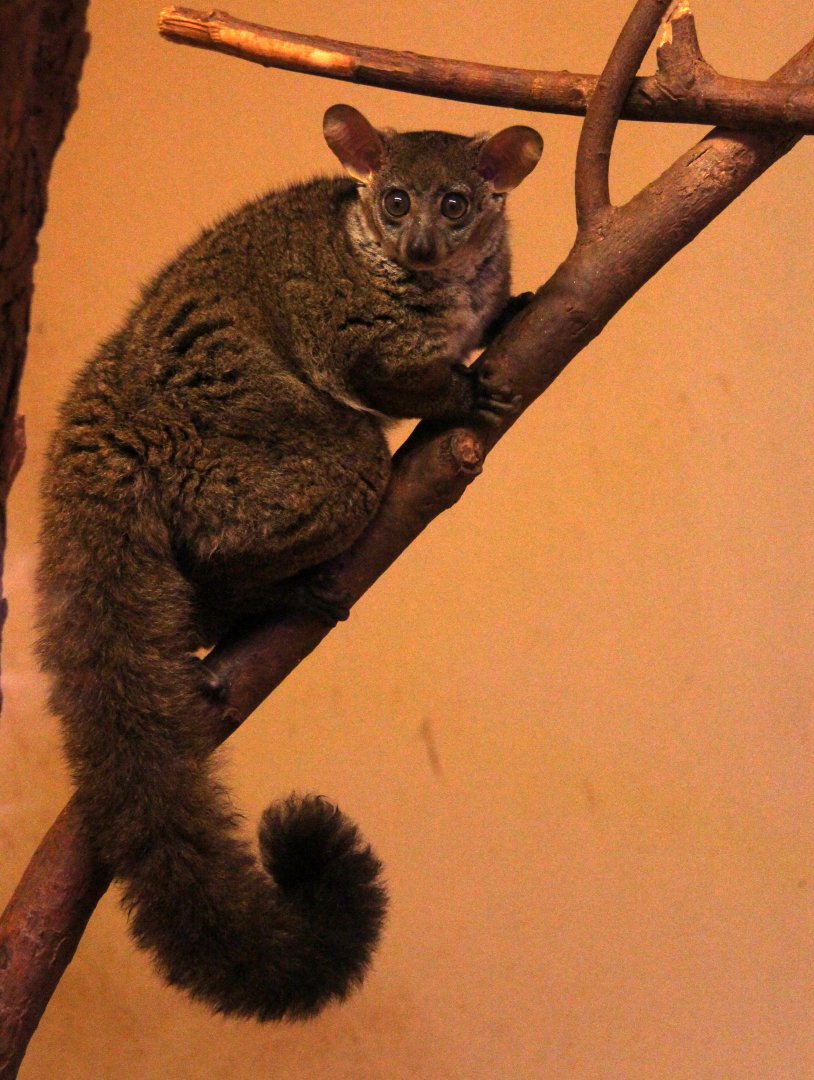northern greater galago (Otolemur garnettii), also known as Garnett's bushbaby