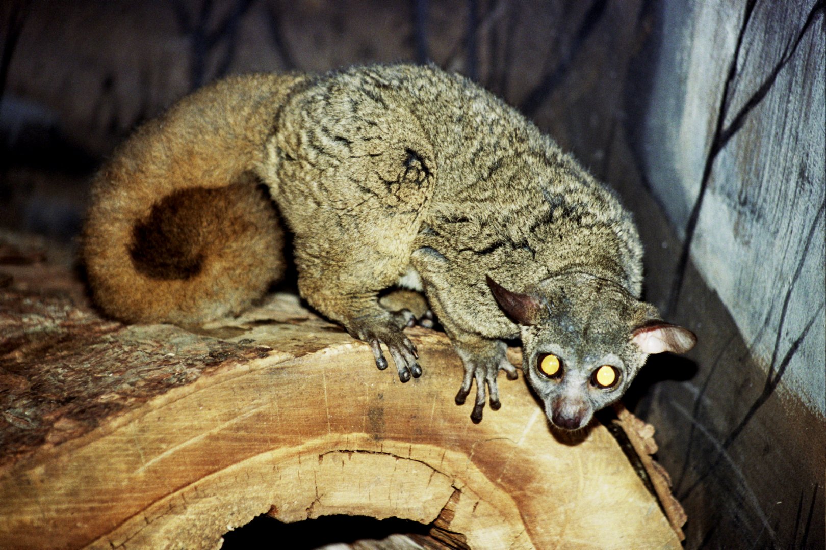 northern greater galago (Otolemur garnettii) scanned from 2006