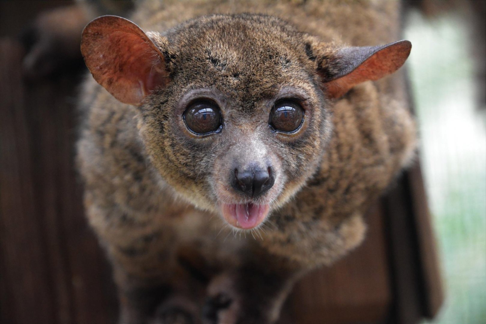 Northern greater galago (Otolemur garnettii)