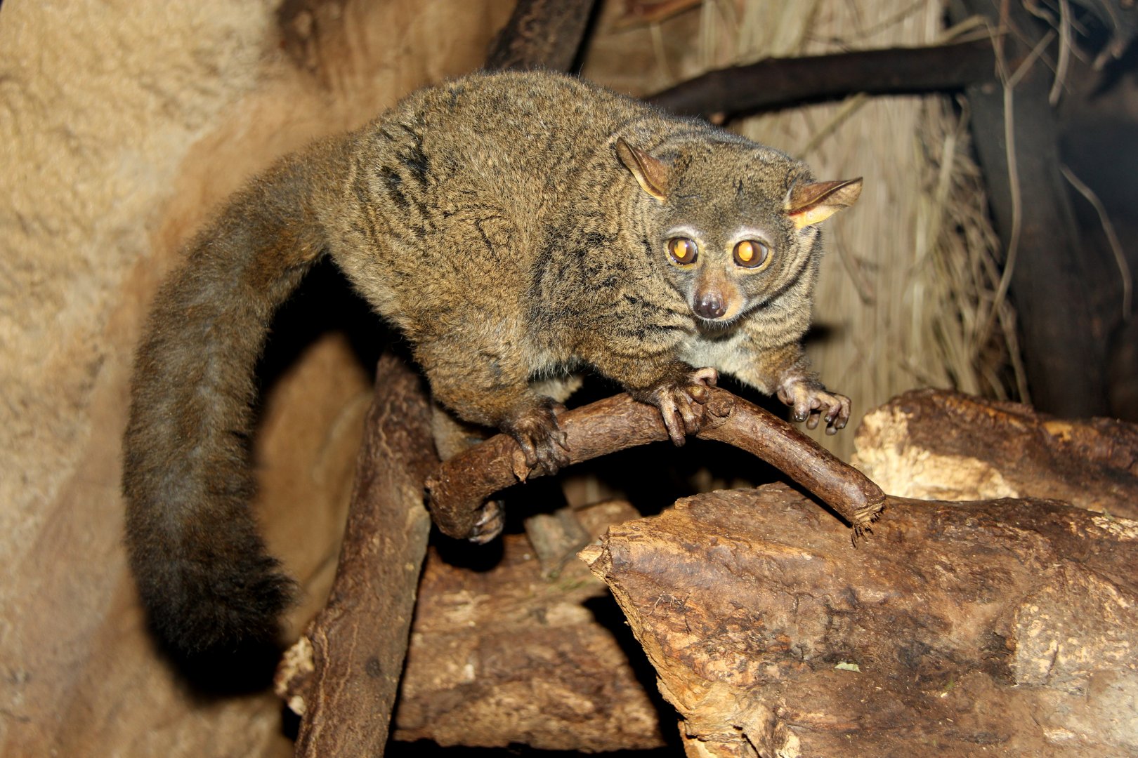 northern greater galago (Otolemur garnettii)