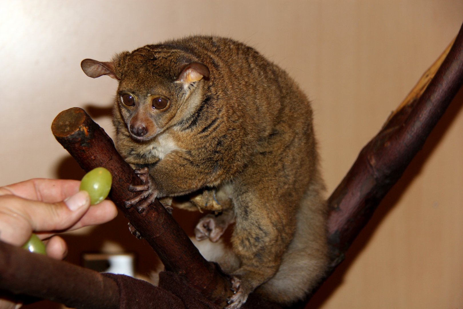 northern greater galago (Otolemur garnettii)